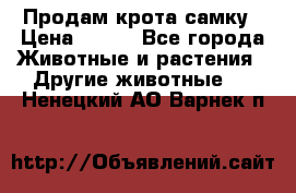 Продам крота самку › Цена ­ 200 - Все города Животные и растения » Другие животные   . Ненецкий АО,Варнек п.